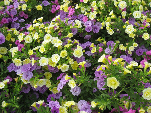 Blumen F R Balkon 2254 blumen f 252 r balkon blumenkasten f r balkon wundersch ne Blumen F R Balkon 2254 blumen f 252 r balkon blumenkasten f r balkon wundersch ne