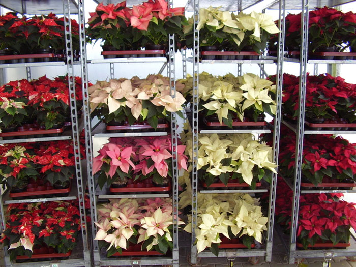 tl_files/themes/hauptheme/upload/Produktionsgaertnerei/Weihnachten/Blumen-Lehnert_Weihnachtsstern5.jpg